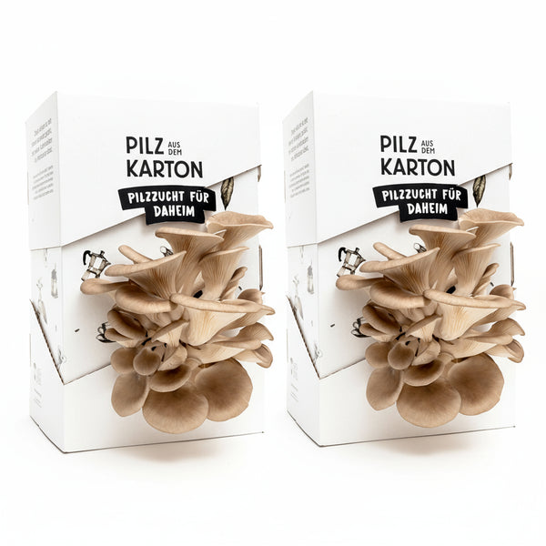 Aktionspaket: Pilze im Karton