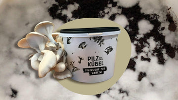 Pilze auf Kaffeesatz züchten