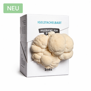 Igelstachelbart aus dem Karton
