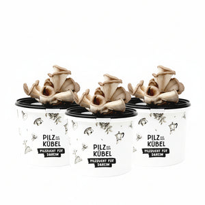 Aktionspaket Pilz aus dem Kübel (Bundle)